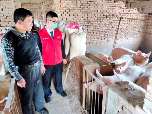农商银行工作人员上门调查生猪养殖情况