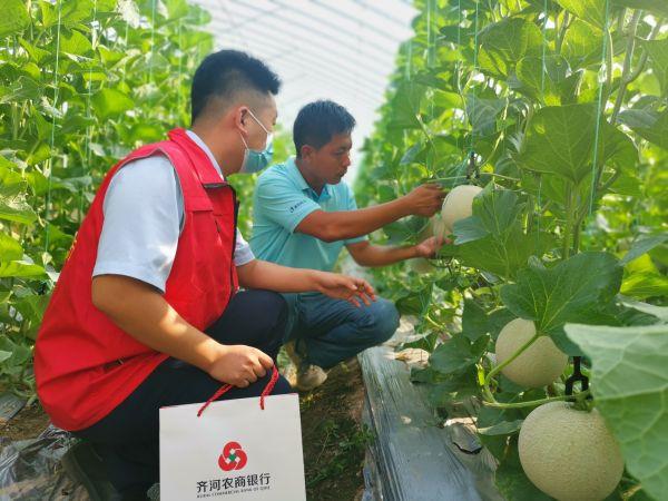 金秋送爽，齐河县宣章镇哈密瓜种植基地的”哈密瓜迎来丰收季。蜜瓜喜丰收，致富有盼头。