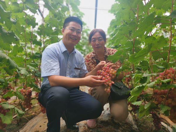 葡萄丰收香满园，“串”起村民致富路。齐河县沙张村自行研讨种植的沙张葡萄迎来大丰收。。