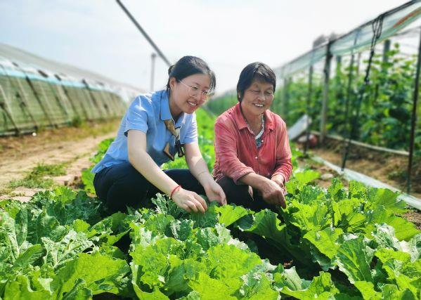 正是金秋丰收时，田野弥漫着丰收的味道。焦庙镇贾市村的碧玉小白菜陆续进入城市饭桌。碧玉喜丰收，乡村满园景。