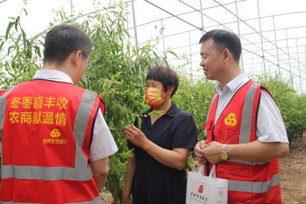 滨州市沾化区下洼镇枣农魏现美大姐在冬枣大棚中，向滨州农商银行党员服务队讲解掰枣芽、薅枣码。