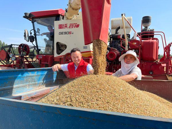 齐河农商银行：守护三夏麦香，筑牢“黄河粮仓”
